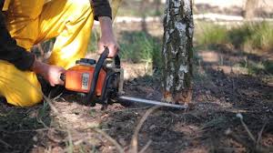 Reliable Georgetown, PA  Tree Services Solutions